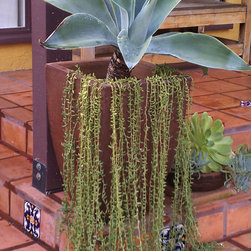 Succulent Containers - Outdoor Pots And Planters