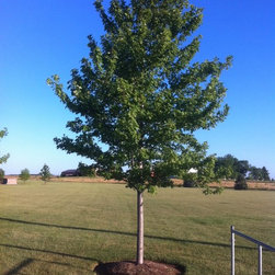 Misc. Trees - Products