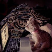 Judy Como's photo