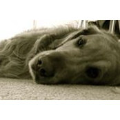 Ryan Miller's photo