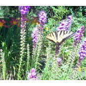 Tammy D'Amore Locke's photo