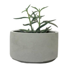 pots plants