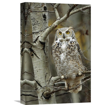 "Great Horned Owl Pale Form, Perched In Tree, Alberta, Canada" Artwork