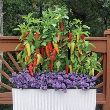 Vegetables & Herbs in Containers