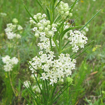 Asclepias verticillata