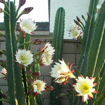 Night Blooming Cereus