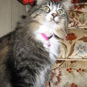 Melissa Rendlemans foto