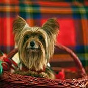 Lorraine Holbrook's photo