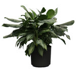 Scape Supply - Live 3' Aglaonema 'Silver Bay' Package, Black - The Aglaonema has been a staple indoor tropical plant for the past 30 years.  It is a perfect plant for a living room or office design idea.  The professional interior landscaper has been using this plant in malls, banks, and hotels as a "go to" leafy green shrub or bush for years. The 'Silver Bay' varietal has a larger leaf with a broad pointy tip usually consisting of a light color variation within the leaf that give it a distinctly individual look.   They are hearty with the right amount of light and like most plants indoors, like being watered once a week.  This plant works well in lower light conditions and can even maintain its' look under fluorescent lighting..