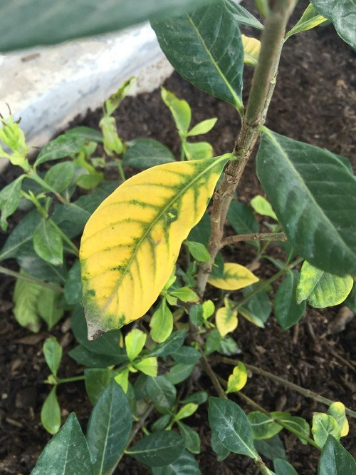 Gardenia HELP!! Whats wrong?!