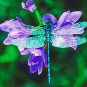 Paula Celentano's photo