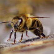 PAVEL FADEEV's photo