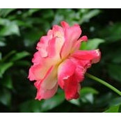 Paula Lewis's photo