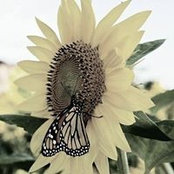 Tami Schweighart Rhodes's photo