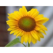 Debbie Kight's photo