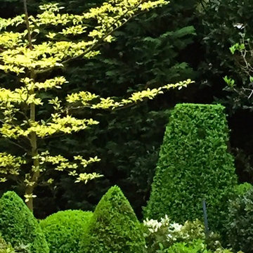 Young Cornus Controversa Variegate in Raised Planter