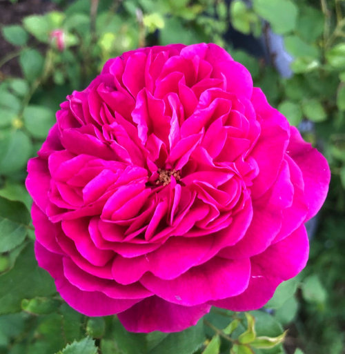 Roses Unlimited Order and more