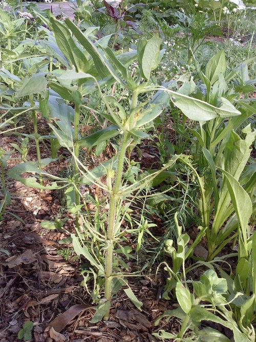 What is eating my poor Zinnias?