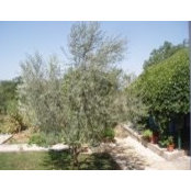 Apartman Lavanda Mala Šibenik's photo