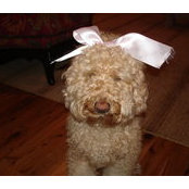 Amy Dodd's photo