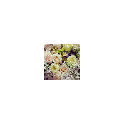 Katya Salganick's photo