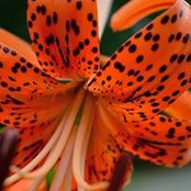 Tami McCollum's photo