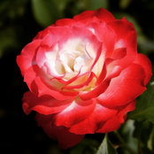 Alice Clementine's photo
