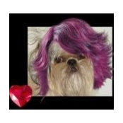 Pugly Rolln's photo
