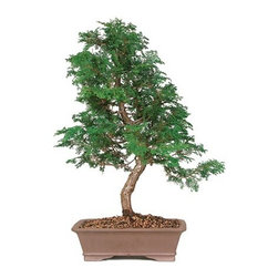 Dwarf Hinoki Cypress Large Outdoor Bonsai Tree - Area Rugs