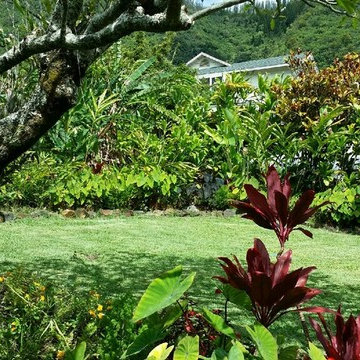 Tropical Landscape