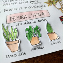 piante
