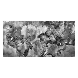 Douglas Page Photographic Arts - Grape Harvest BW, Fine Art, 40"x20" - Prints And Posters