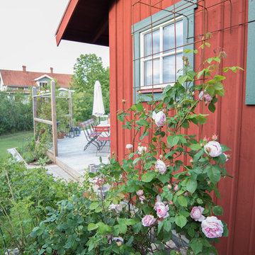Rosor Roses Rose
