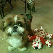 Allison Bacharach's photo