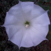 Marians foto