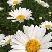 Karen Boucher's photo