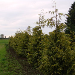 Frost Nursery 092.JPG - Products