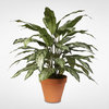 Green and Silver Artificial Silver Queen Silk Plant in Clay Pot