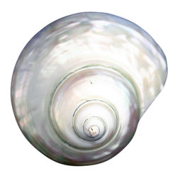 White Shell Drain - Linkasink - Bathroom Sink And Faucet Parts