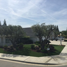 Front Trees