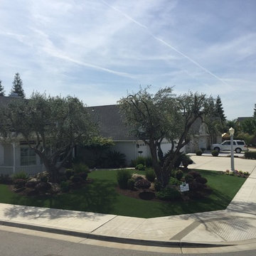 Traditional Front Yard in Central California