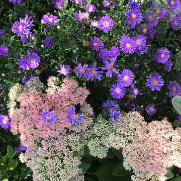 Plants for pollinators