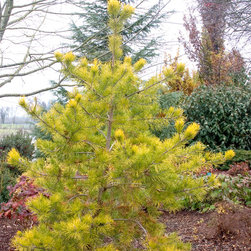Wate's Golden Pine - Plants