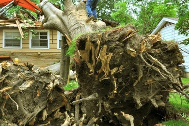 Four Sure Signs That  You Need Your Tree Removed