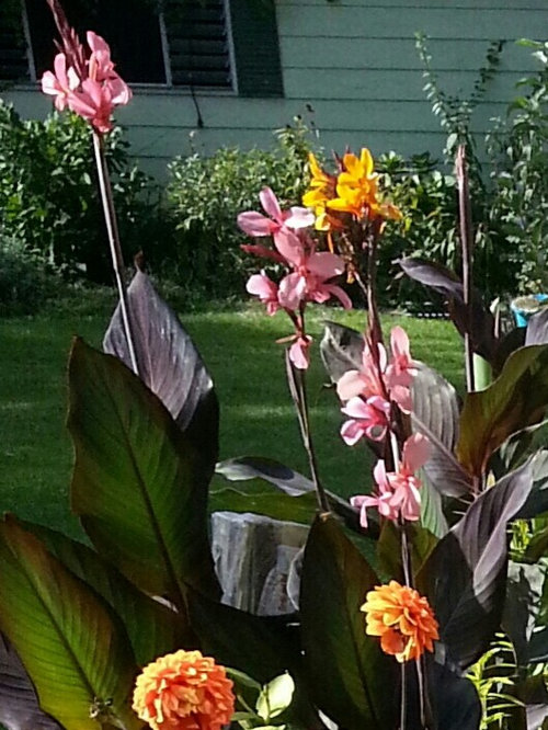 Overwintering Canna Lilies!