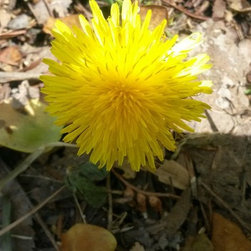 Dandelions - Home Decor