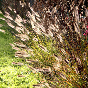 Potager: Lignes nourricières