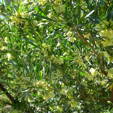 Southwestern Plants
