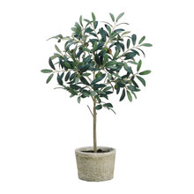 plants
