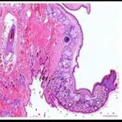 David Giardia's photo